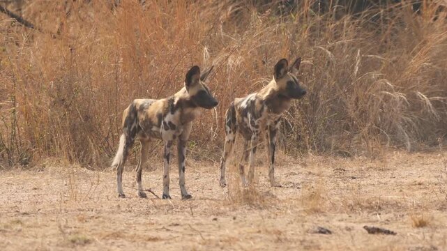 two wild dogs observe attentively environment, follow shot 684
