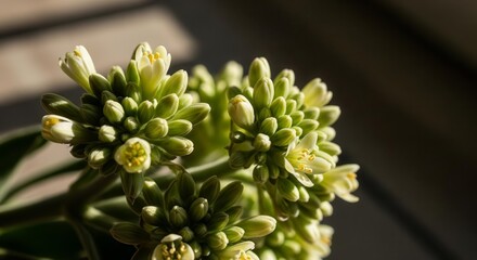 Sunlit Blossoms: A Close-Up Study of Delicate White and Green Blooms