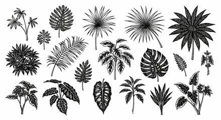 Tropical Plant Variety Botanical Illustration Collection
