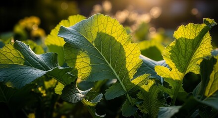 Sunlit Foliage: Capturing The Beauty Of Mustard Greens And Nature's Greenery