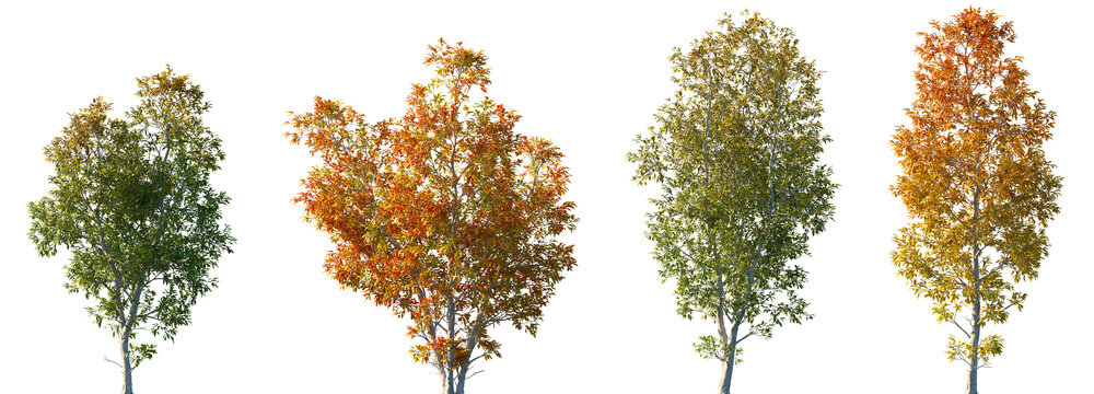 Set of 4 autumn Fraxinus ornus (the manna ash or South European flowering ash) frontal set street trees isolated png in sunny daylight on a transparent background perfectly cutout