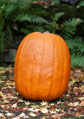 Large orange pumpkin ‘Early Giant’ among autumn leaves, evoking cozy fall vibes and rustic seasonal decor. Perfect for Thanksgiving, Halloween, or home decoration theme. (Cucurbita pepo)