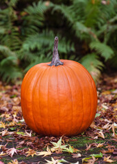 Bright orange Connecticut Field pumpkin (Cucurbita pepo) on autumn leaves in a garden. Classic fall harvest vegetable of Halloween, Thanksgiving, and traditional farm produce. Copy space.