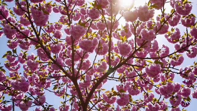 Blooming cherry tree branches fill frame with pink blossom and green leaf under bright sun flare and blue sky, petal drifting softly as bloom and flower and branch pattern create spring floral display