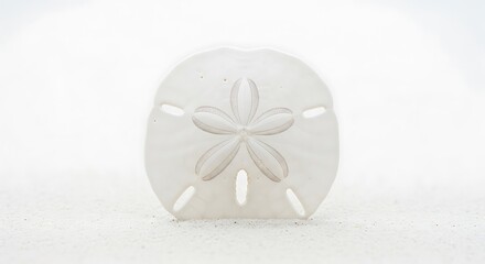 Pristine White Sand Dollar Standing on Fine Grains, Bright Minimalist Still Life