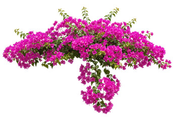 Isolated bougainvillea magenta vibrant blossoms against a clear backdrop for creative design