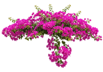 Isolated bougainvillea magenta vibrant blossoms against a clear backdrop for creative design
