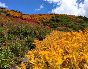 Autumnal hillside with vibrant foliage