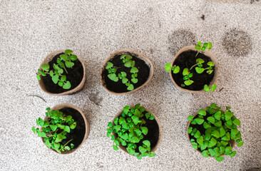Basil seedlings in small pots, top view — young green herbs for home gardening and cooking