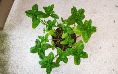 Fresh mint plant in a pot, top view — aromatic herb for tea, cooking and home gardening © Karina