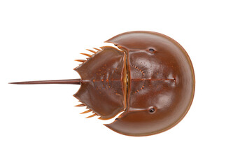 Isolated horseshoe crab aquatic arthropod animal facing forward on a light background