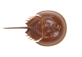 Isolated horseshoe crab aquatic arthropod animal facing forward on a light background