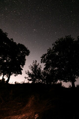 Fototapeta premium Starry night sky above dark forest trees under clear summer night with natural moonlight and peaceful wilderness atmosphere