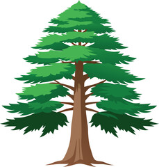 Cedar tree