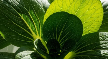 Vibrant Bok Choy Leaves Offering A Close-Up View Of Nature's Stunning Details
