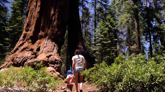 Family hiking in mariposa grove national park, exploring ancient giant sequoia trees, woman and child discovering the immense scale of nature's wonders in yosemite