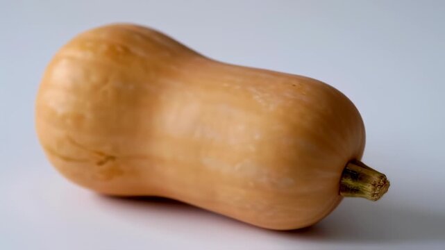A single, light orange-tan squash sits on a plain white background