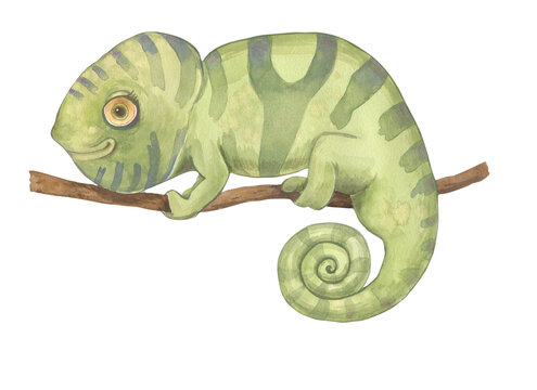 Green Chameleon on a white background. Hand-drawn illustration. For nursery decor and childrens books. 