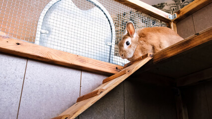 One cute decorative bunny sits on the second floor of cage. Beige rabbits fur. Everyday life of...