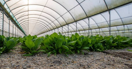 Culture de mâche sous serre