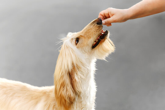 beautiful afghan hound dog puppy in autumn street