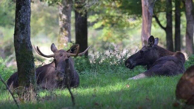 Couple of European elks resting lying in an undergrowth. Alces alces alces, R&eacute;serve zoologique de la Haute-Touche, Azay le Ferron, Indre 36, r&eacute;gion Centre Val de Loire, France, European Union, Europe