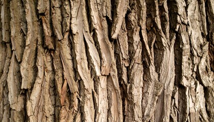 Close-up of weathered tree bark (2)