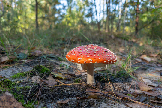 A bright red fly agaric mushroom grows in an autumn forest. Classic fly agaric mushroom (Amanita muscaria) with a red cap and white spots stands on the forest floor among sand and dry grass