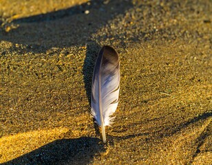 Feather resting on sandy beach