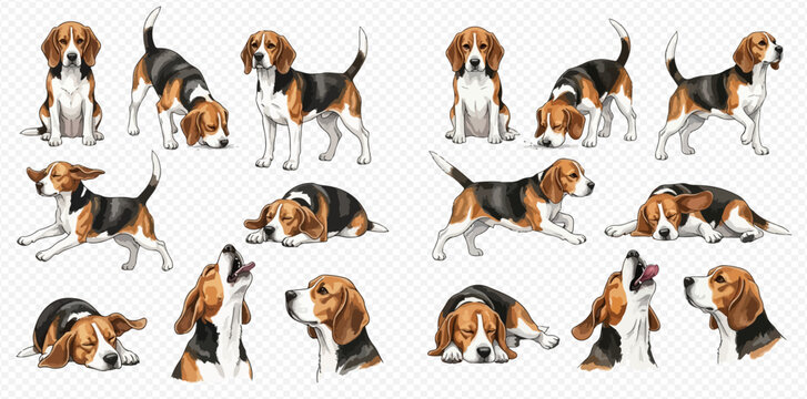 Set of adorable beagle dog illustrations in diverse playful and calm poses on a transparent background.