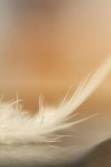 Obraz premium Macro portrait of a single white feather's delicate filaments, sharply focused on the curved tip. Soft lighting and warm, monochromatic background emphasize texture and movement.