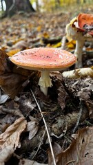 mushrooms in autumn forest