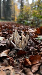 mushrooms in fallen leaves