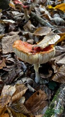mushroom in autumn