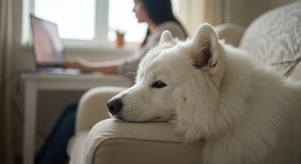 samoyed dog relaxing on a couch while woman works on laptop at home office