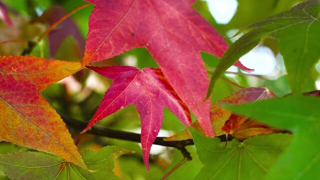 Autumn red, yellow and green leaves of the Liquidambar tree close up in seasonal fall forest
