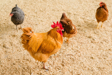 Free Range Chickens and Rooster