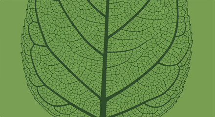 Obraz premium Green leaf detailed texture, illustration