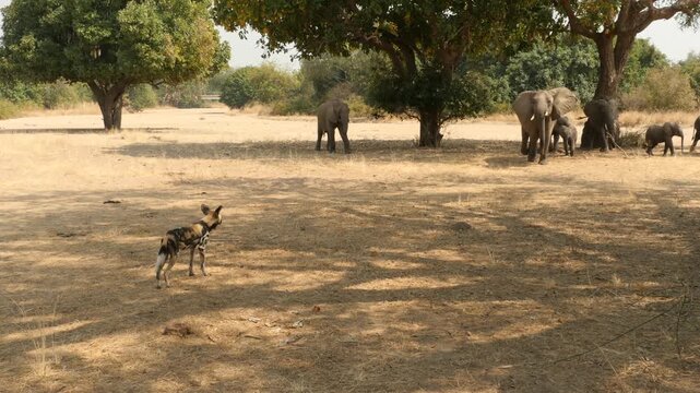 small elephant herd attacking wild dog 753