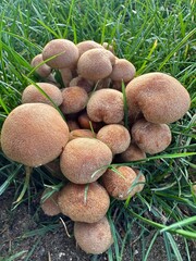 A an arrangement of wild mushroom growing in the open field 