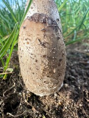 A an arrangement of wild mushroom growing in the open field 