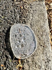 A glasses lens that has fallen out onto the ground and covered in water droplets 