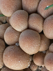 A an arrangement of wild mushroom growing in the open field 