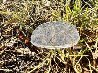 A glasses lens that has fallen out onto the ground and covered in water droplets 