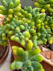 succulents in a pot in a open garden 