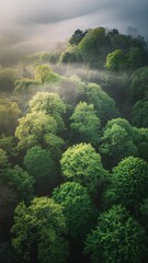 Misty Forest Canopy Bathed in Soft Morning Sunlight Over Lush Green Trees