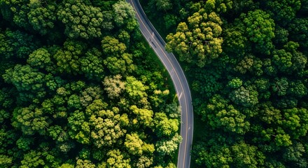 Aerial view of a winding road through a lush green forest canopy