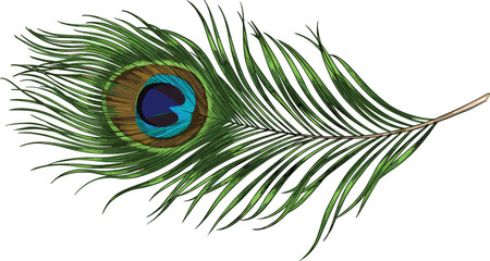 Fototapeta premium Cartoon peacock feather with vibrant eye pattern and fine barbs, vector illustration for nature, elegance, and cultural symbolism concept