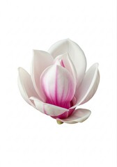Beautiful Representation of Cute Magnolia Blossom Symbolizing Purity and Tranquility in Nature