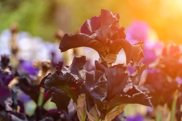 Fotobehang Iris Iris Flower Garden Bloom. Dark iris blooms in garden during sunny day for floral display.  © svetograph